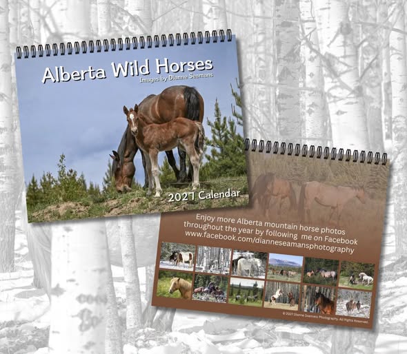 Alberta Wild Horses: 2027 Calendar